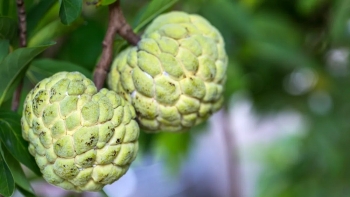 Ăn na có béo không?