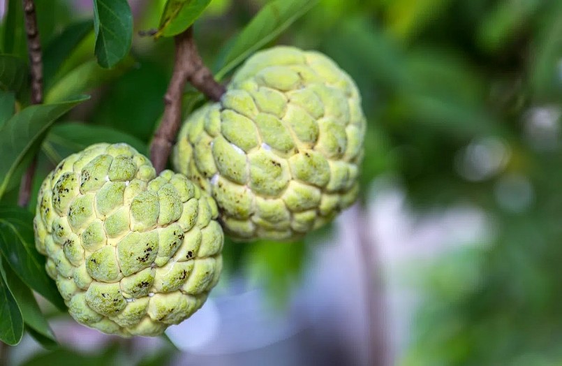 Một quả na cỡ trung bình (khoảng 150-200g) chứa một lượng calo vừa phải, dao động từ 139 đến 186 calo.