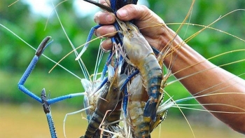 Đưa tôm Việt về quê nhà: Thị trường nội địa “mỏ vàng” bị bỏ quên