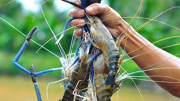 Đưa tôm Việt về quê nhà: Thị trường nội địa “mỏ vàng” bị bỏ quên