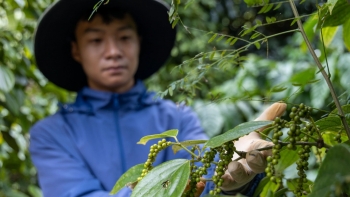 Hạt tiêu, hạt điều Việt Nam khẳng định vị thế “tỷ đô” trên bản đồ nông sản thế giới