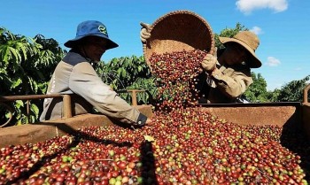 Giá cà phê, hồ tiêu đồng loạt tăng mạnh trong ngày Quốc khánh