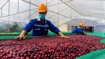 Nông sản Việt trên đường tới EU: Chiến lược tăng tốc xuất khẩu