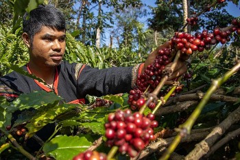 Giá cà phê hôm nay (3/9): Đồng loạt lao dốc, Robusta mất mốc quan trọng, thị trường trong nước chao đảo