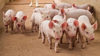 Giá heo hơi chững giá tại cả ba miền