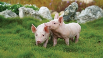 Giá heo hơi trên cả nước đồng loạt tăng