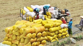 Philippines tạm dừng nhập gạo: Doanh nghiệp Việt được khuyến nghị mua trữ, ổn định thị trường