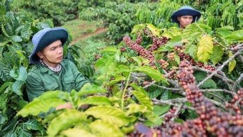 Xuất khẩu cà phê Việt Nam tăng mạnh, giá trị cán mốc 6,4 tỷ USD
