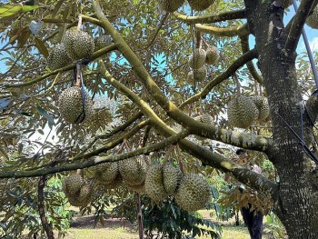 Xuất khẩu sầu riêng thu về 1,2 tỷ USD: Cú lội ngược dòng ngoạn mục