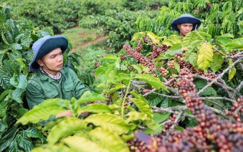 Xuất khẩu cà phê Việt Nam tăng mạnh, giá trị cán mốc 6,4 tỷ USD