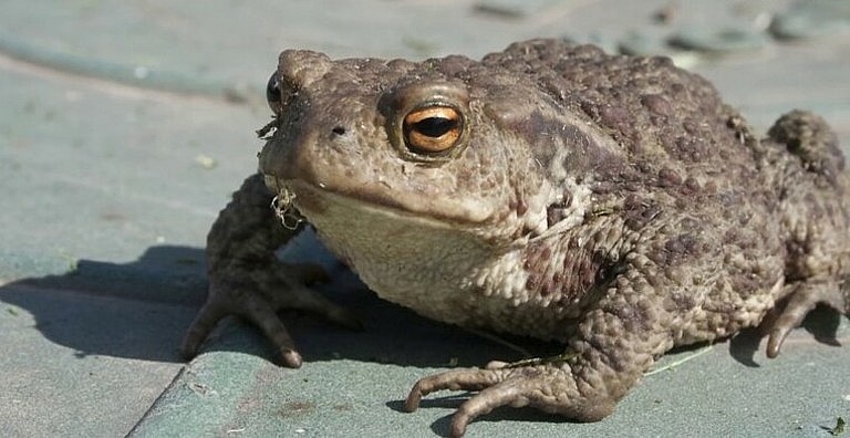 Chất độc của một con cóc đủ gây tử vong 4 - 5 người khỏe mạnh, Chất độc của một con cóc đủ gây tử vong 4 - 5 người khỏe mạnh,