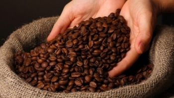Giá cà phê hôm nay 6/9: Robusta mất hơn 100 USD/tấn, trong nước vẫn tăng