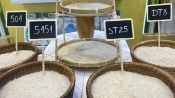 Xuất khẩu gạo Việt 8 tháng 2025: Khối lượng tăng, giá trị giảm mạnh