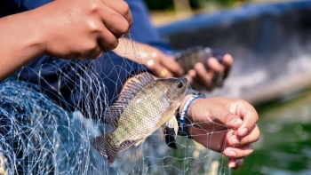 Không có chuyện ăn cá rô phi gây hại sức khỏe