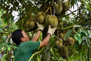 Giải pháp nào để nông sản xuất khẩu đạt chuẩn bền vững?