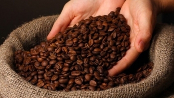 Giá cà phê hôm nay 10/9: Thị trường "dậy sóng", giá trong nước và thế giới đồng loạt tăng phi mã
