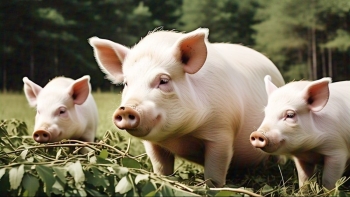 Giá heo hơi tiếp tục tăng, miền Bắc chạm 61.000 đồng/kg