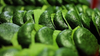 Bánh ngải xứ Lạng – Hương vị núi rừng, tình nghĩa quê hương