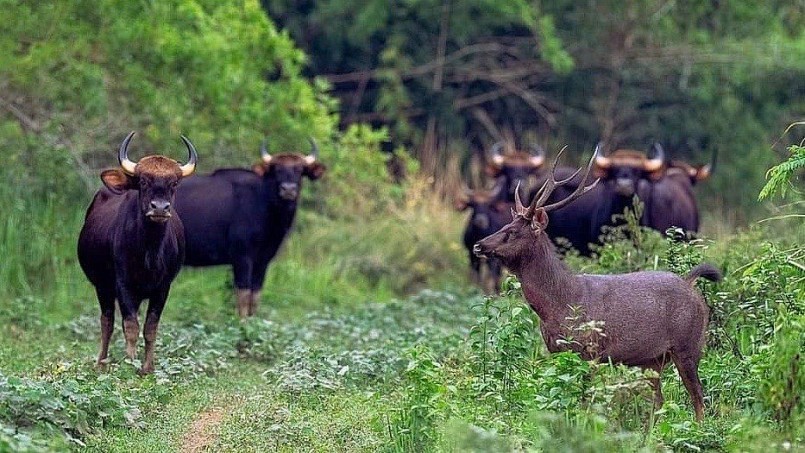 Đàn bò tót cùng nai sừng sinh sống ở Khu bảo tồn Văn hóa và Thiên nhiên Đồng Nai