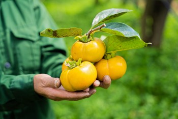 Hồng giòn Mộc Châu – Đặc sản vàng của cao nguyên Sơn La