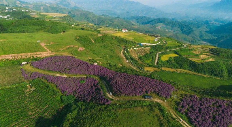 Ngắm toàn cảnh đồi sim đang nở, nhuộm tím cả một vùng đồi ở Suối Bon - điểm check-in mới nổi của du khách khi đến với Vân Hồ, Mộc Châu