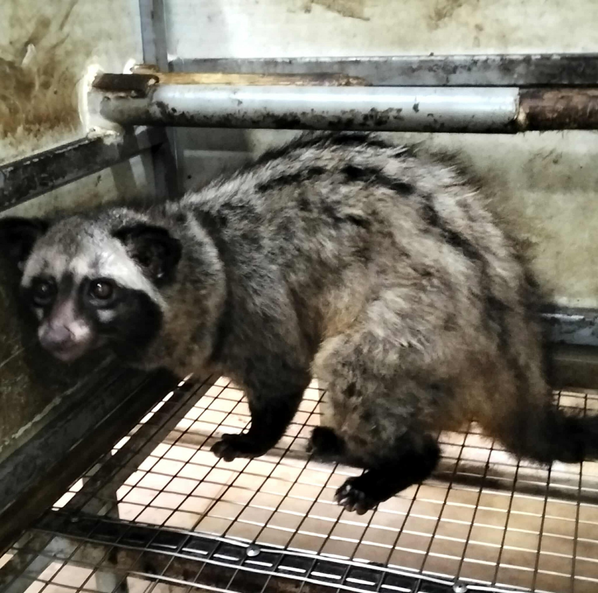 Từ vườn lan bão hòa đến trại cầy hương tiền tỷ “Hành trình ngược dòng của người nông dân xứ Thanh”