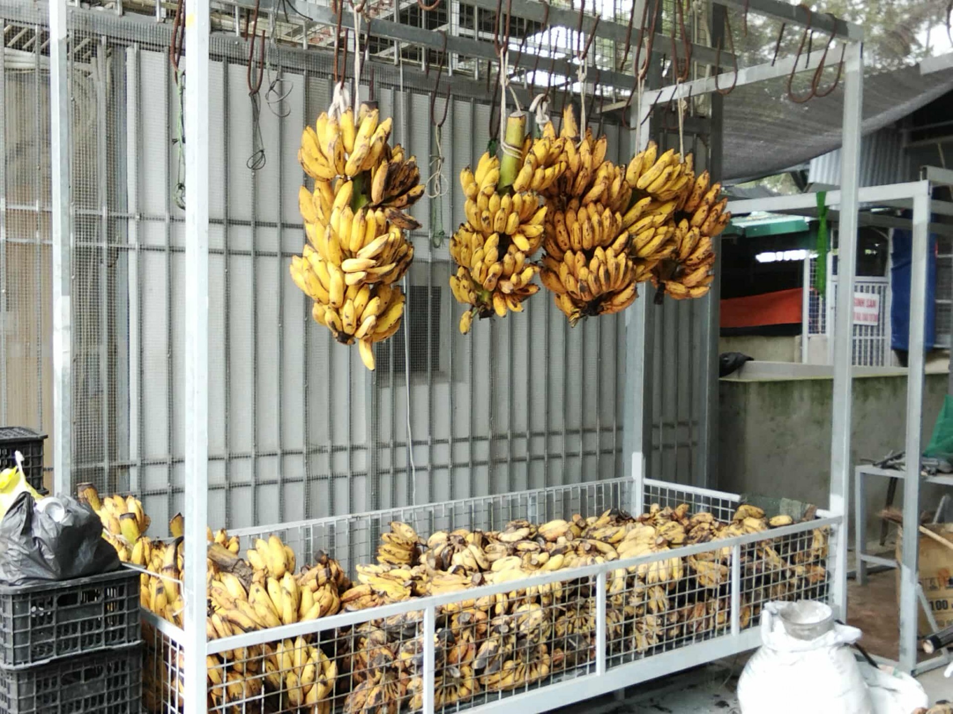 Từ vườn lan bão hòa đến trại cầy hương tiền tỷ “Hành trình ngược dòng của người nông dân xứ Thanh”