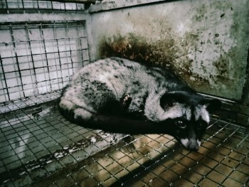 Từ vườn lan bão hòa đến trại cầy hương tiền tỷ “Hành trình ngược dòng của người nông dân xứ Thanh”