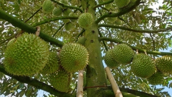 Giải pháp bền vững thúc đẩy xuất khẩu sầu riêng Việt