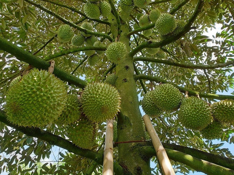 Giải pháp bền vững thúc đẩy xuất khẩu sầu riêng Việt