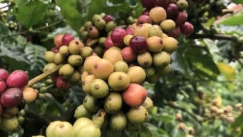 Giá cà phê hôm nay 11/9: Thế giới tăng vọt, thị trường trong nước bất ngờ quay đầu giảm