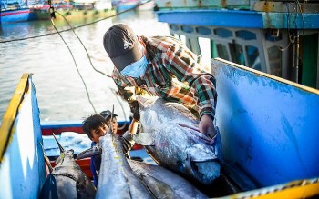 Xuất khẩu nông lâm thủy sản khởi sắc, thủy sản đối diện thách thức