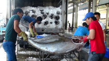 Thủ tướng Chính phủ chỉ đạo tháo gỡ khó khăn cho xuất khẩu cá ngừ Việt Nam