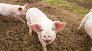 Giá heo hơi diễn biến trái chiều giữa các vùng miền