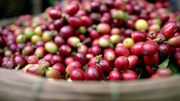 Giá cà phê hôm nay (17/9): Tăng mạnh trong nước, thế giới diễn biến trái chiều