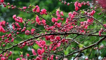 Người lao động được nghỉ Tết Nguyên đán 2026 bao nhiêu ngày?