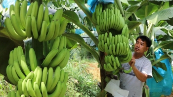 Xuất khẩu rau quả tháng 8 đạt kỷ lục 951 triệu USD