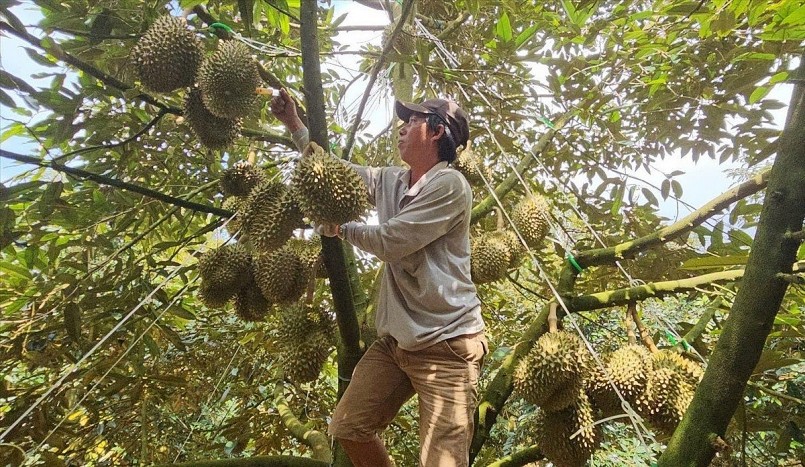 Xuất khẩu sầu riêng luôn đạt kim ngạch cao nhờ sản lượng dồi dào và không còn bị cảnh báo về tình trạng nhiễm dư lượng Cadimi