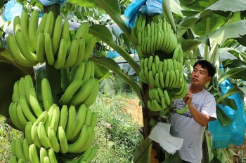 Xuất khẩu rau quả tháng 8 đạt kỷ lục 951 triệu USD