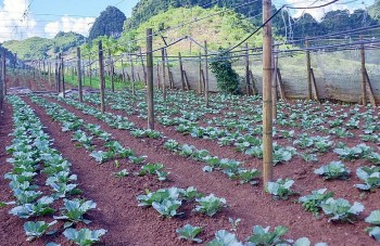 Vụ Đông 2025: Thích ứng biến đổi khí hậu, mục tiêu sản xuất bền vững