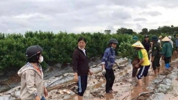 Bảo Hiểm Nông Nghiệp - Bài 1: Nông dân “e ngại”, chính quyền gặp nhiều khó khăn