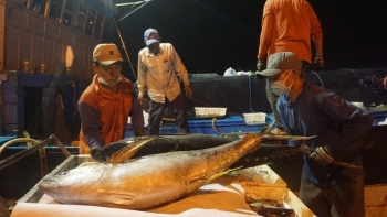 EU siết quy định về Asen trong hải sản, mở ra cả thách thức và cơ hội cho xuất khẩu Việt Nam