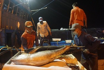 EU siết quy định về Asen trong hải sản, mở ra cả thách thức và cơ hội cho xuất khẩu Việt Nam