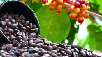 Giá cà phê, hồ tiêu hôm nay 21/9: Cà phê “hạ nhiệt”, hồ tiêu giữ đà ổn định