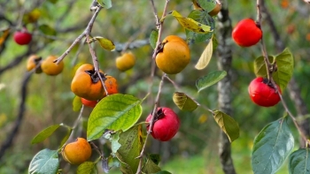 Những nhóm người cần cẩn trọng với quả hồng