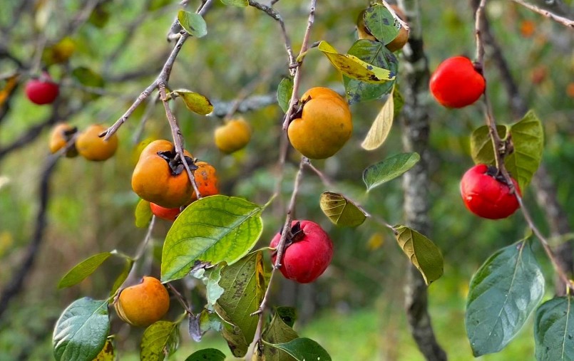 Theo Viện Dinh dưỡng Mỹ (USDA), 100g quả hồng cung cấp tới 55% nhu cầu vitamin A hàng ngày, hỗ trợ thị lực và làn da. Theo Viện Dinh dưỡng Mỹ (USDA), 100g quả hồng cung cấp tới 55% nhu cầu vitamin A hàng ngày, hỗ trợ thị lực và làn da.