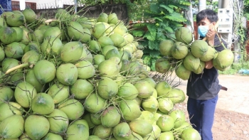 Ngành dừa Việt Nam bứt phá, mang về hàng tỉ USD mỗi năm