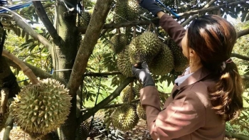 Sầu riêng Việt vượt khó, hướng tới kỷ lục xuất khẩu chưa từng có
