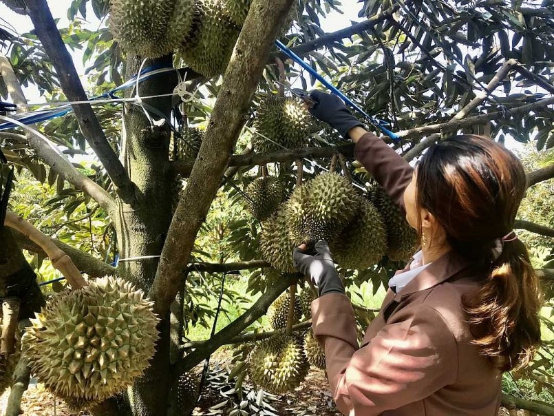 Sầu riêng Việt vượt khó, hướng tới kỷ lục xuất khẩu chưa từng có
