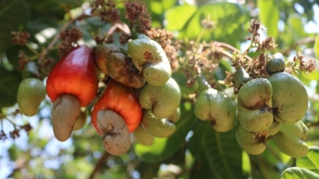 Xuất khẩu hạt điều bứt phá, cán mốc 4,5 tỷ USD